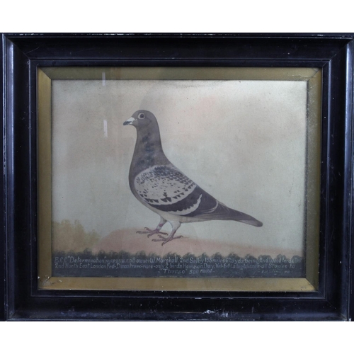 639 - Edward Henry Windred (1875-1953). Oil on canvas depicting a racing pigeon 'Determination', Owner 'W.... 