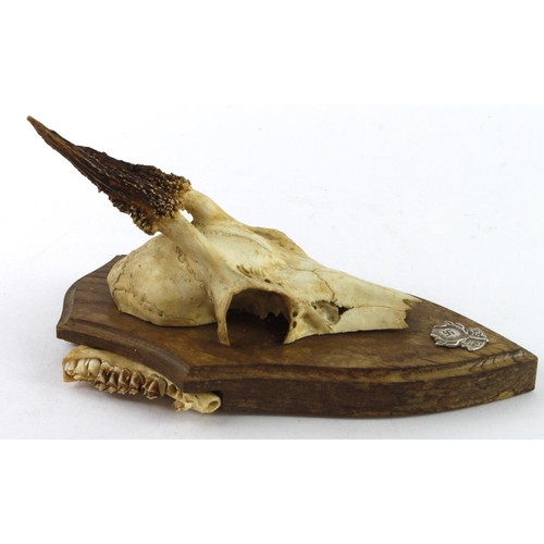 1129 - German 3rd Reich Hunting Association Mounted Pricket Deer Skull.