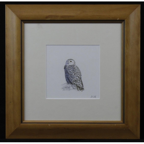 8 - Cowdell, Andrew (British, contemporary). Watercolour on paper depicting a snowy owl. Image measures ... 