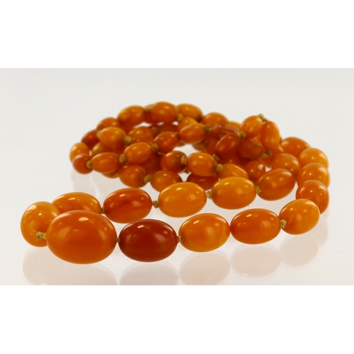 509 - Butterscotch/ Egg yolk amber graduated single row beaded necklace, largest bead measures 23.5mm x 18... 