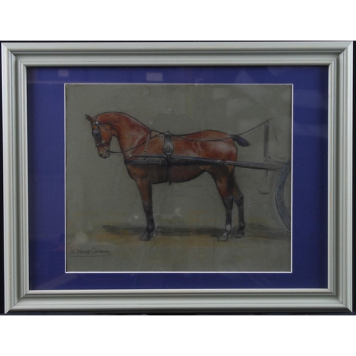 74 - William Frank Calderon (1865-1943). Pastel, depicting a horse wearing blinkers, signed by artist to ... 