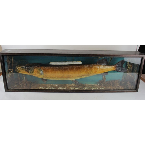 619 - Taxidermy Pike '10lbs, 6ozs, Caught Shelswell Park, March 1940', contained in contemporary glass fro... 