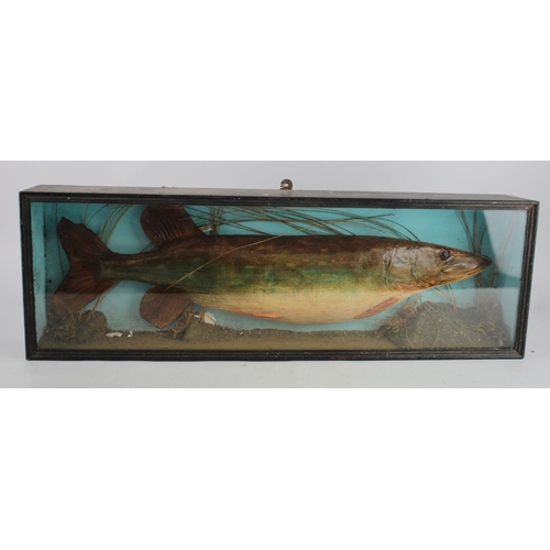 620 - Taxidermy Pike, contained in contemporary glass fronted case, case size height 24.5cm, width 75cm, d... 