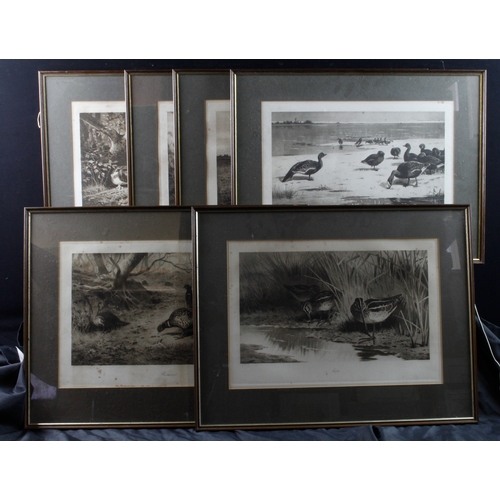 816 - After Archibald Thorburn (Scottish 1860-1935) Series of six monotype engravings to include, 'Snipe',... 