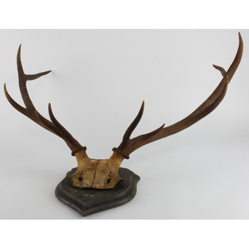 449 - Antlers. A set of deer antlers mounted on a wooden shield shaped plaque (dated 1916) , label to reve... 