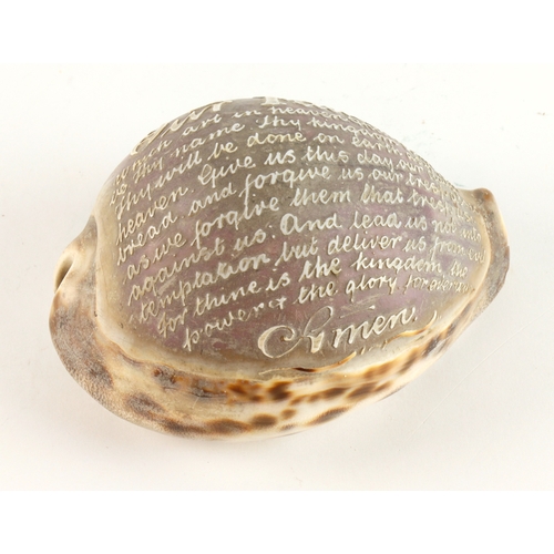 510 - Shell. A carved cowrie shell, depicting the Lords Prayer, length 85mm approx.