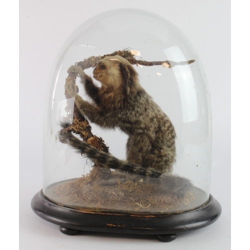 518 - Taxidermy marmoset monkey, circa late 19th to early 20th Century, in a naturalistic scene, contained... 