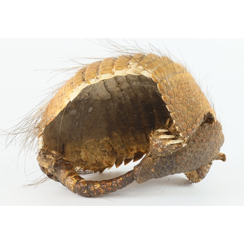 520 - Taxidermy, Zoomorphic Hairy Armadillo basket, probably made c.1890 - 1920, possibly made in Texas or... 