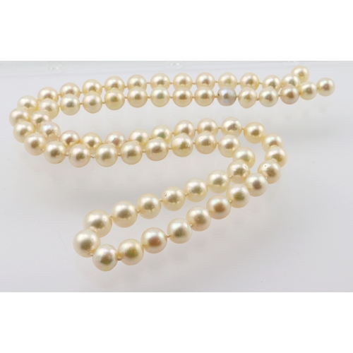 274 - Single row cultured pearls, seventy approx. 11mm diameter pearls, length 77cm, weight 103.3g