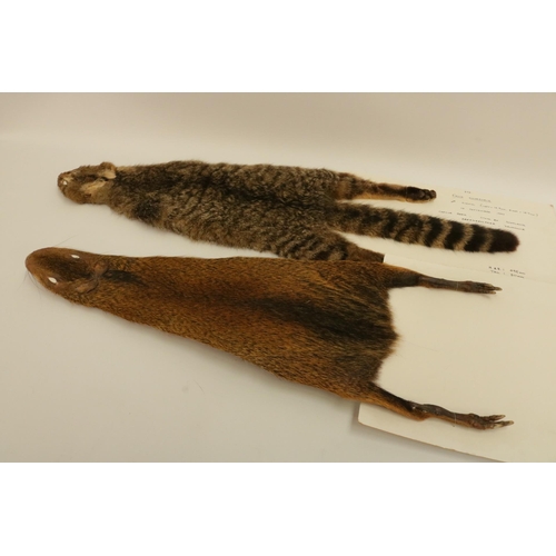 155 - Five Animal Skins on Board - one of which is a Scottish Wildcat.