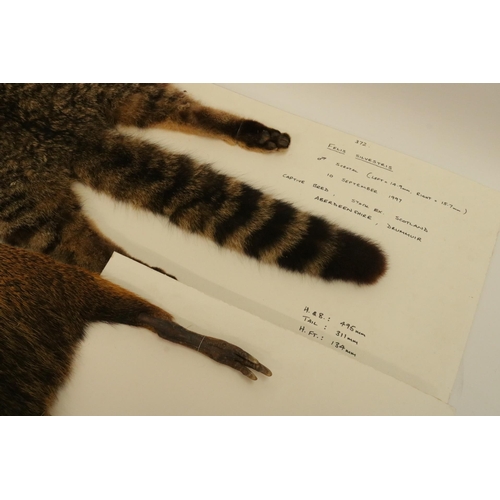 155 - Five Animal Skins on Board - one of which is a Scottish Wildcat.