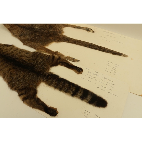 158 - Five Wild Cat Skins