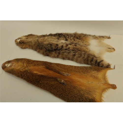 155 - Five Animal Skins on Board - one of which is a Scottish Wildcat.