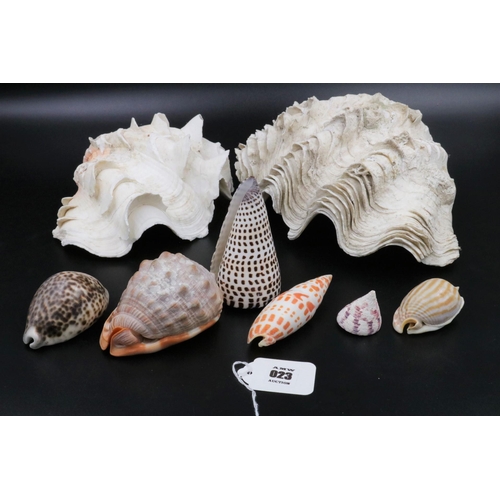 23 - Vintage Collection of Shells