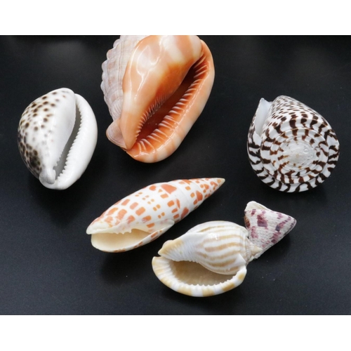 23 - Vintage Collection of Shells