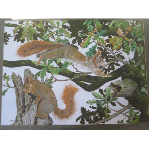 480 - A Gouache painting - Red Squirrels - by James Aynsle - 36cm x 49cm