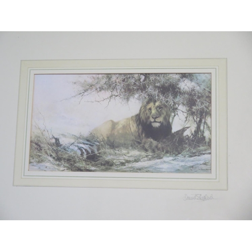 520 - Two David Shepherd wildlife prints, of a lion and another of a wildebeest - both signed in pencil an... 