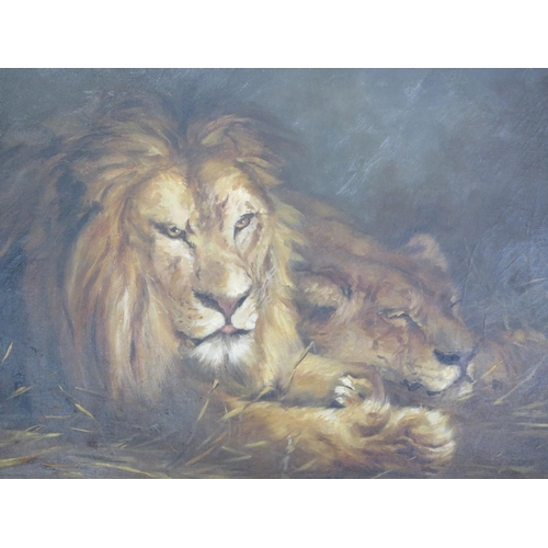 542 - Oil on canvas lion and lioness, signed Madge Newberry 1904 - size 73cm x 102cm