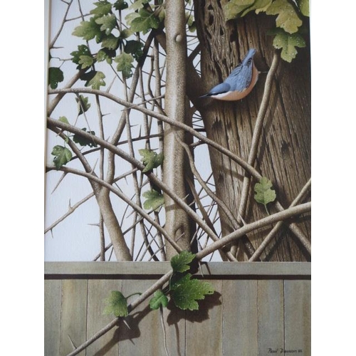 308 - Paul Dawson watercolour, Nuthatch on tree, in a distressed gilt frame, 70cm x 55cm, in good conditio... 