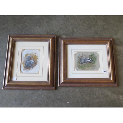 317 - Paul Dawson, two watercolours, Grey squirrel and a Badger, in gilt frames, 43cm x 48cm, in good cond... 