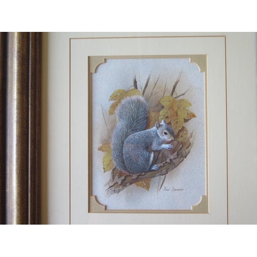 317 - Paul Dawson, two watercolours, Grey squirrel and a Badger, in gilt frames, 43cm x 48cm, in good cond... 