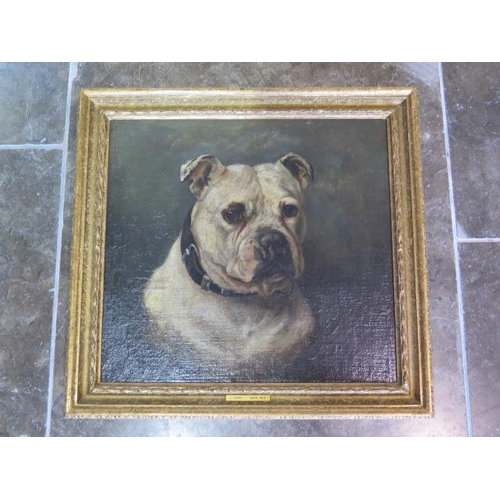 324 - An oil on canvas on board of a boxer dog, unsigned but with a plaque to frame J.EMMS 1843-1912, in a... 