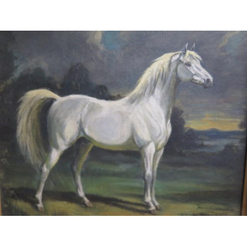 326 - Oil on board of a Grey Arab stallion, signed Hamilton Renwick, in a gilt frame 42cm x 47cm