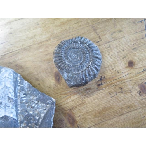 453 - An orthoconid straight shelled nautiloid cluster, 57cm x 45cm an ammonite, a fossilised bone and two... 