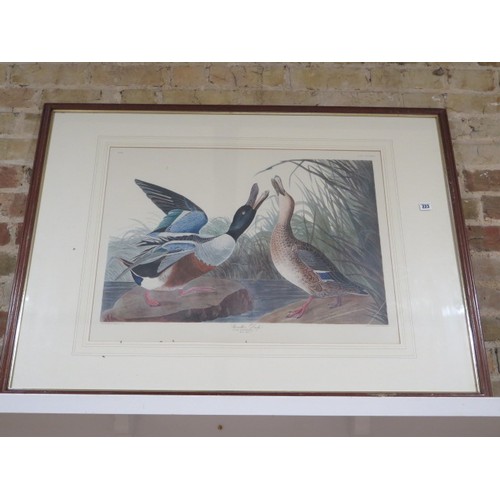 223 - A large print of a Shoveller duck drawn from nature, by JJ Audubon, 87cm x 117cm, colours good, some... 