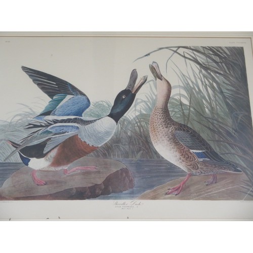 223 - A large print of a Shoveller duck drawn from nature, by JJ Audubon, 87cm x 117cm, colours good, some... 