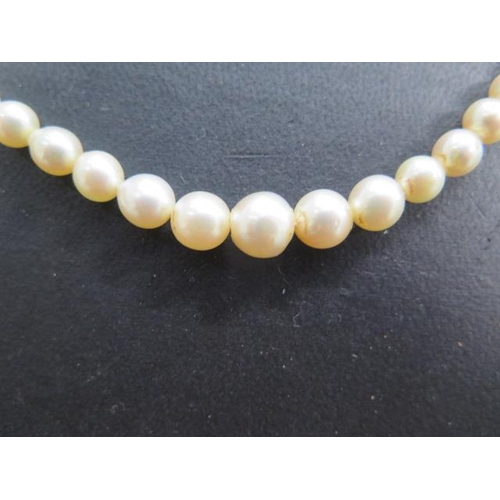 485 - A string of pearls, 46cm long, with a 9ct white gold clasp, largest pearl approx 7mm