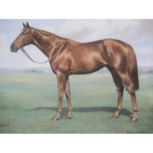 172 - Douglas Hooper Sutton watercolour study of the racehorse Crepello very finely executed - painting fr... 