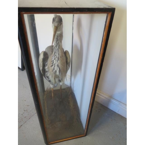 289 - A taxidermy Heron in a glazed case - Height 82cm x 48cm x 29cm