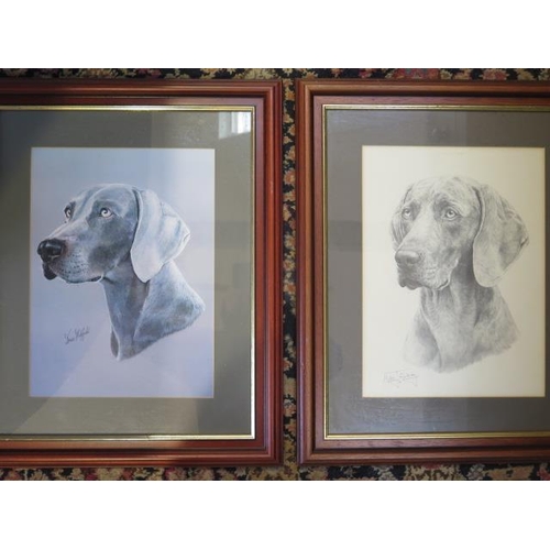 403 - Two prints of Weimaraner dogs - one by Mike Sibley the other by Brian Murfield - 60cm x 50cm