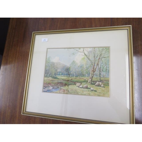 453 - Tom Campbell - Watercolour - Scottish Artist 1865-1943 - Sheep Grazing in Woodland - glazed, framed ... 