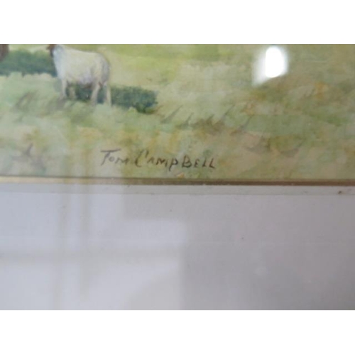 453 - Tom Campbell - Watercolour - Scottish Artist 1865-1943 - Sheep Grazing in Woodland - glazed, framed ... 