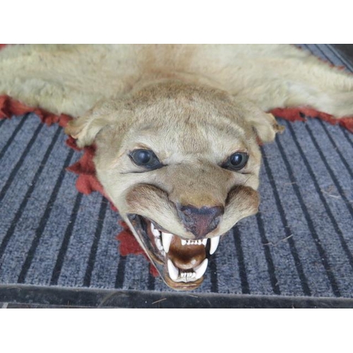 379 - An early 20th century pre 1947 fabric backed taxidermy puma skin and head - 225cm long - some frayin... 