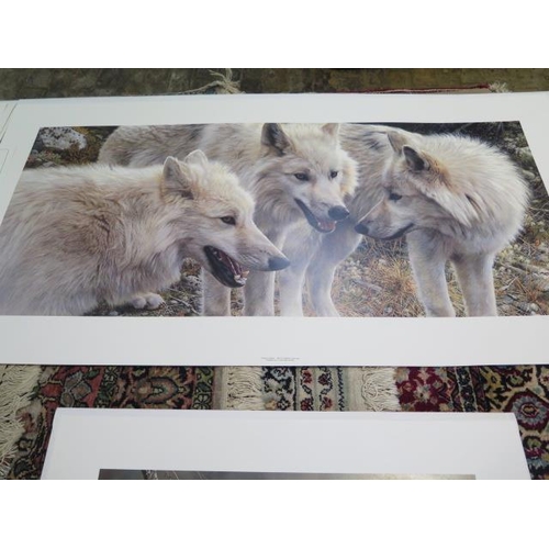 490 - Four unframed prints - A Carl Brenders print Tundra Summit Arctic Wolves, signed, 53cm x 101cm, 682/... 