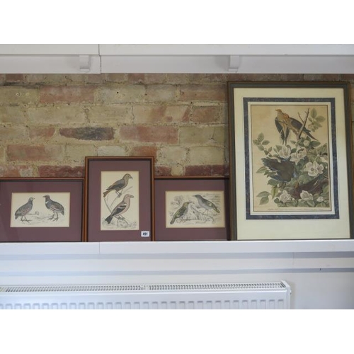 491 - Four framed bird prints the largest of Carolina Turtle Doves - frame size 65cm x 50cm