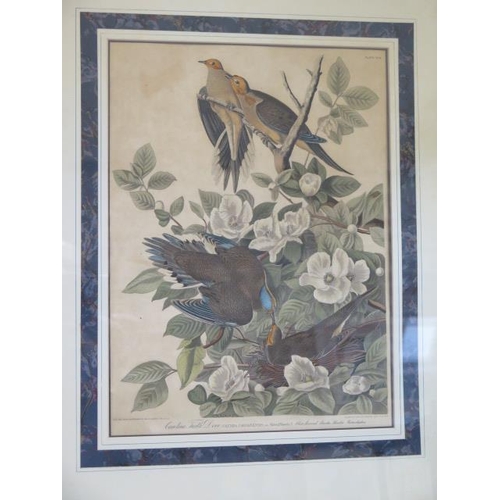 491 - Four framed bird prints the largest of Carolina Turtle Doves - frame size 65cm x 50cm