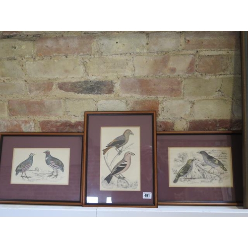 491 - Four framed bird prints the largest of Carolina Turtle Doves - frame size 65cm x 50cm