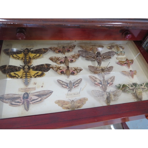 502 - A collection of butterflies and beetles housed in a 19th century mahogany eight drawer collectors ca... 