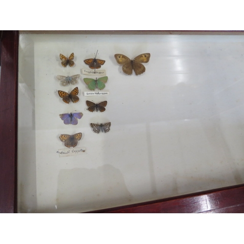 502 - A collection of butterflies and beetles housed in a 19th century mahogany eight drawer collectors ca... 