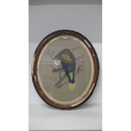 486 - A Victorian watercolour of a St Vincent Parrot - signed and dated 1881 - in oval frame and glazed - ... 