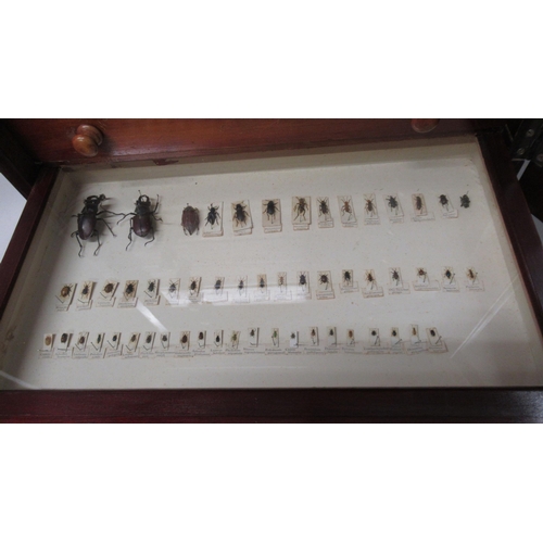 532 - A collection of butterflies and beetles housed in a 19th century mahogany and pine eight drawer coll... 