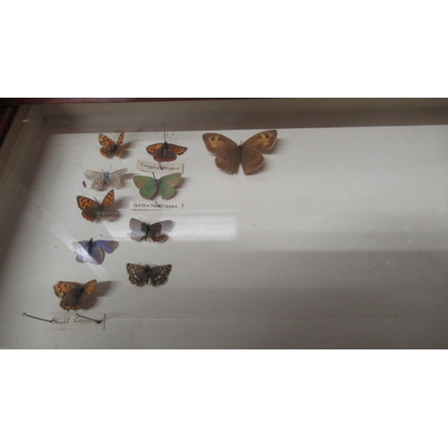 532 - A collection of butterflies and beetles housed in a 19th century mahogany and pine eight drawer coll... 