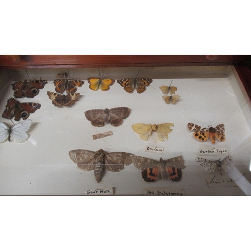 532 - A collection of butterflies and beetles housed in a 19th century mahogany and pine eight drawer coll... 