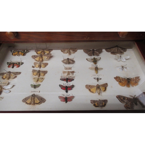 532 - A collection of butterflies and beetles housed in a 19th century mahogany and pine eight drawer coll... 