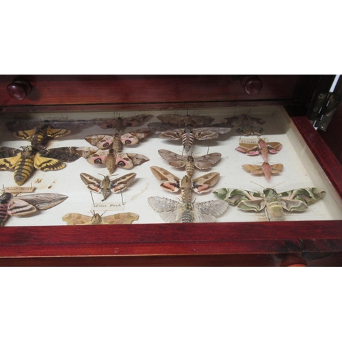 532 - A collection of butterflies and beetles housed in a 19th century mahogany and pine eight drawer coll... 