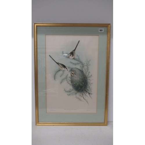 501 - After Gould & Ritcher - Set of three Ornithological lithograph colour prints - 50cm x 33cm - framed ... 